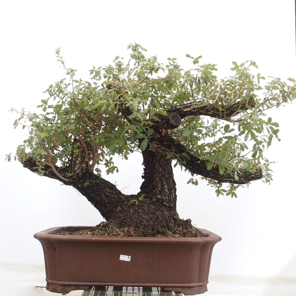 Yamadori - Quercus Ilex - Agrifoglio di quercia