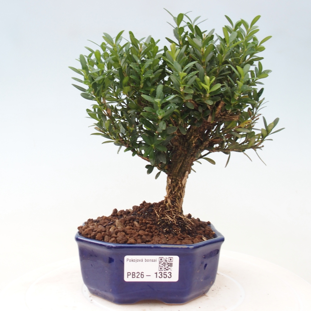 Camera bonsai - Buxus harlandii - buxus da sughero