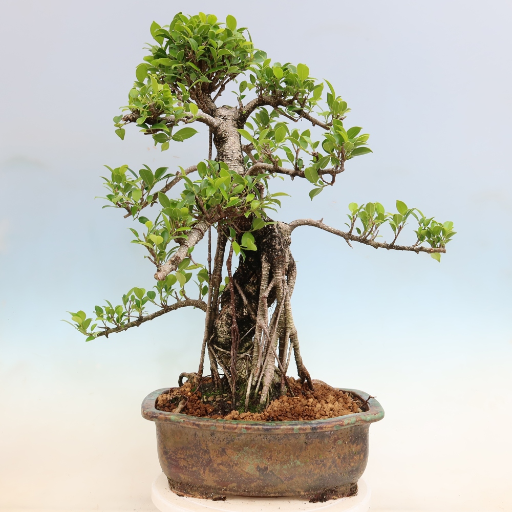 Camera bonsai - Ficus kimmen - ficus a foglie piccole