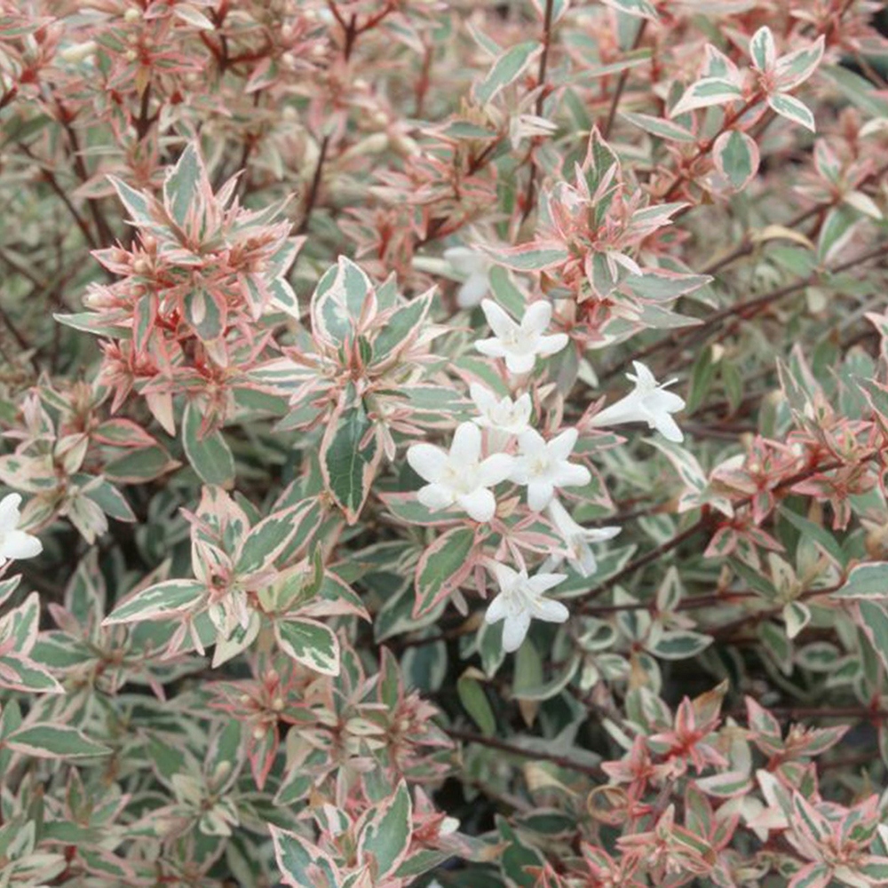 Bonsai da esterno - Abelia gr. Confetti - Abelia a fiore grande