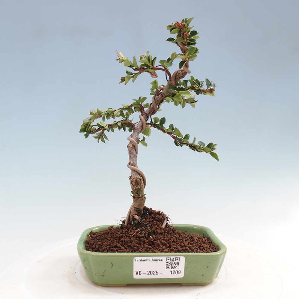 Bonsai da esterno - Cotoneaster horizontalis - Rocky Mountain