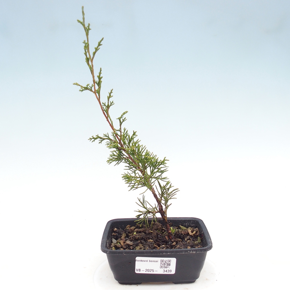 Bonsai da esterno - Juniperus chinensis Itoigawa