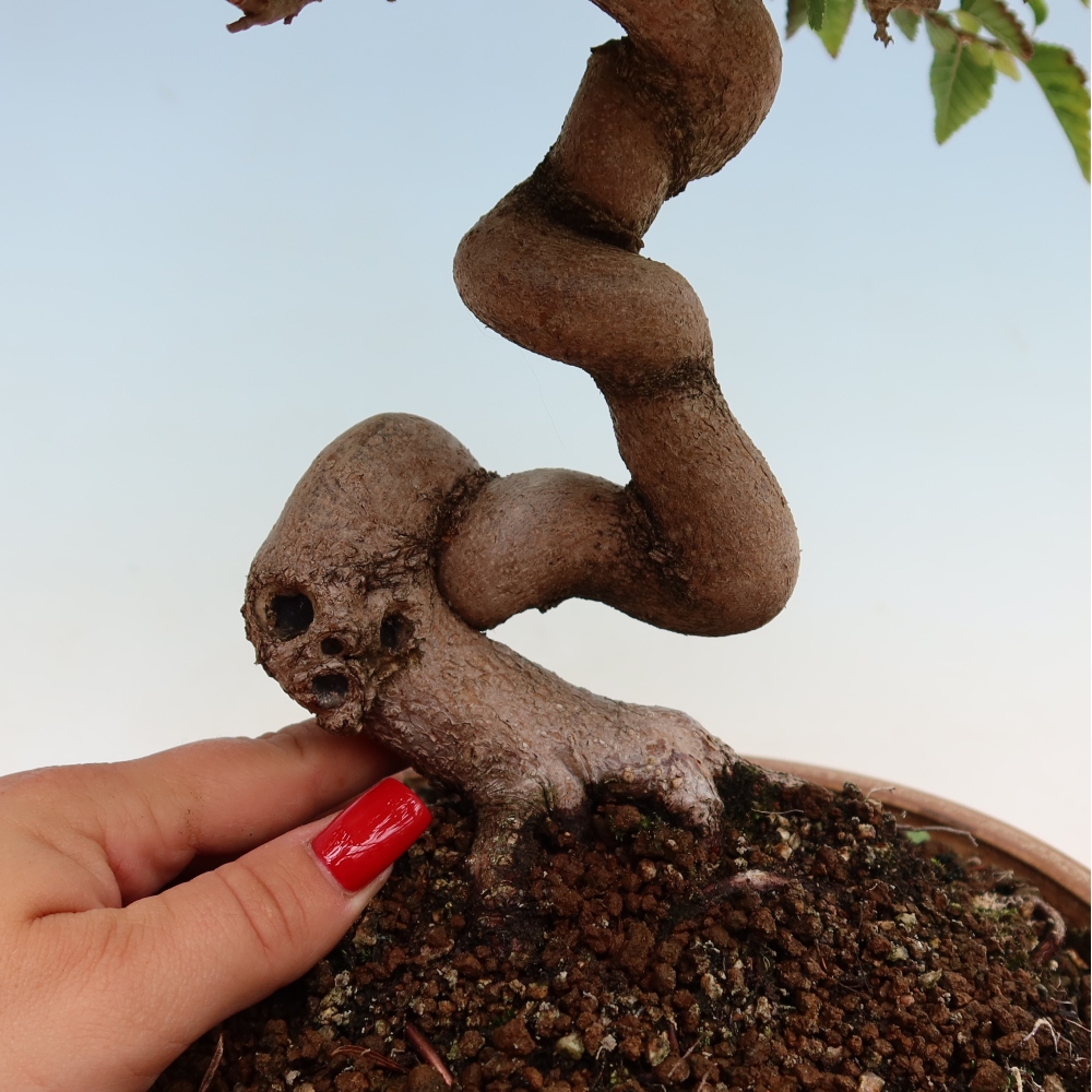 Bonsai da esterno -Carpinus Coreana - Carpino coreano