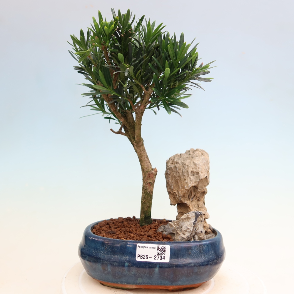 Camera bonsai - Podocarpus - Tasso delle pietre