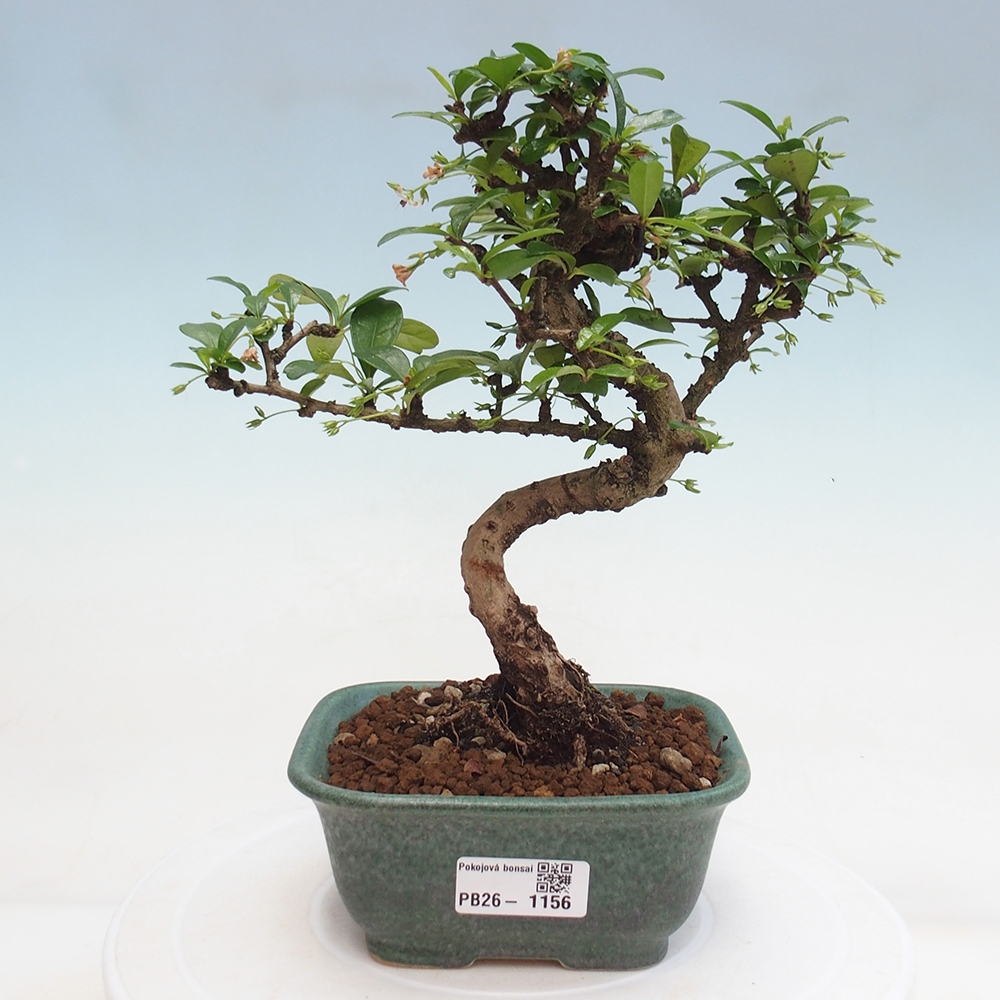 Camera bonsai - Carmona macrophylla - Tea fuki