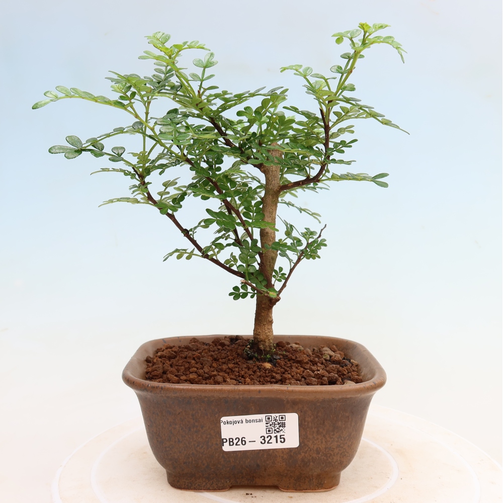 Camera bonsai - Zantoxylum piperitum - albero del pepe