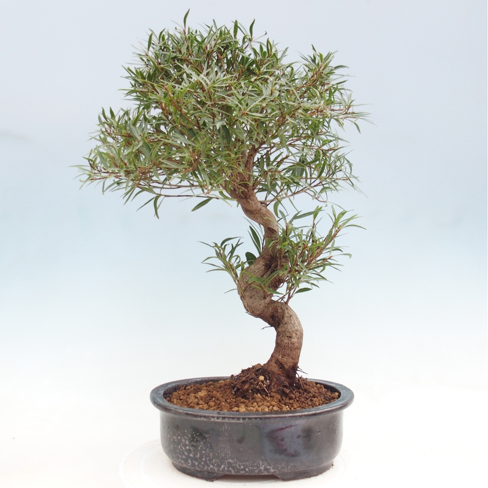 Camera bonsai - Ficus nerifolia - ficus a foglie piccole