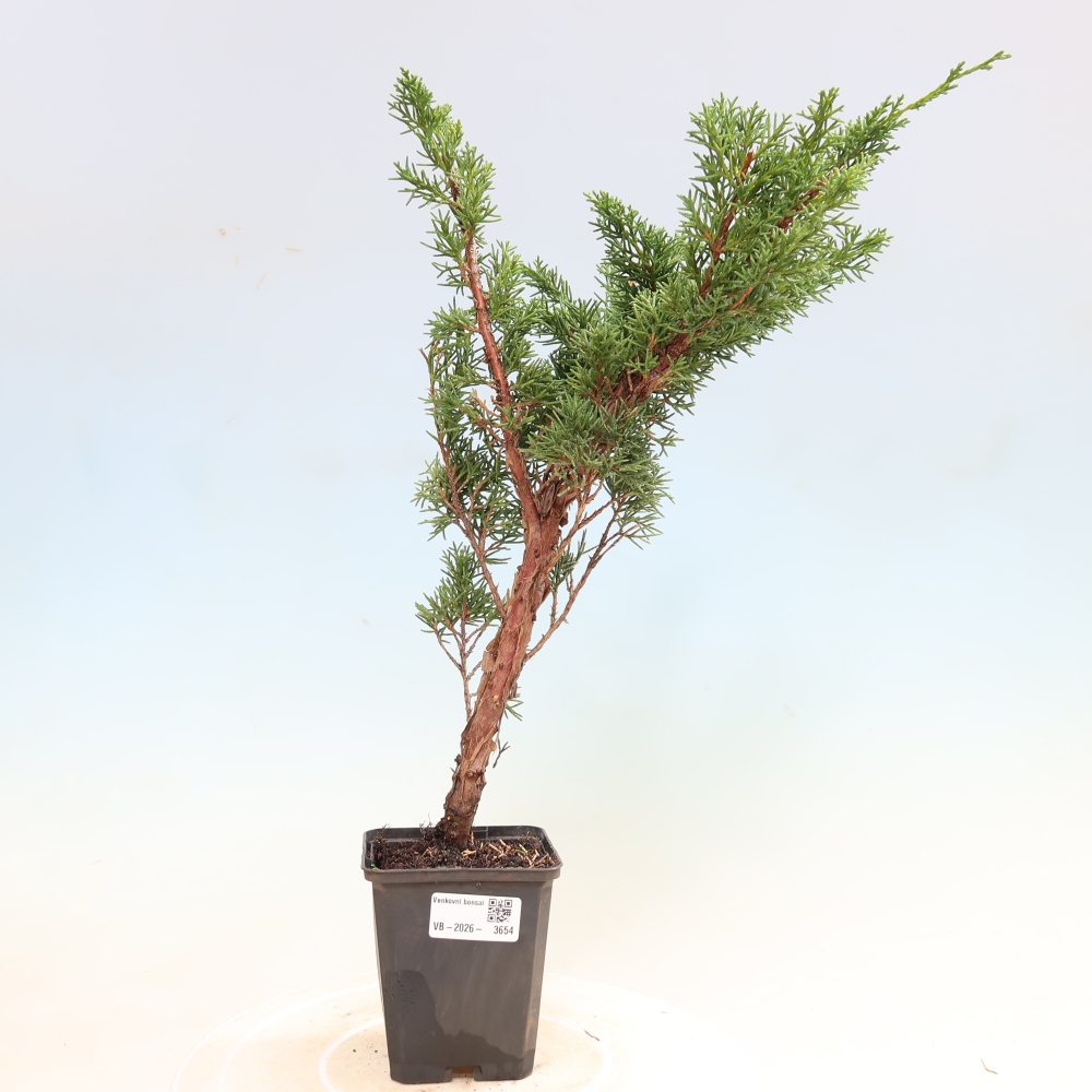 Bonsai da esterno - Juniperus chinensis Kishu