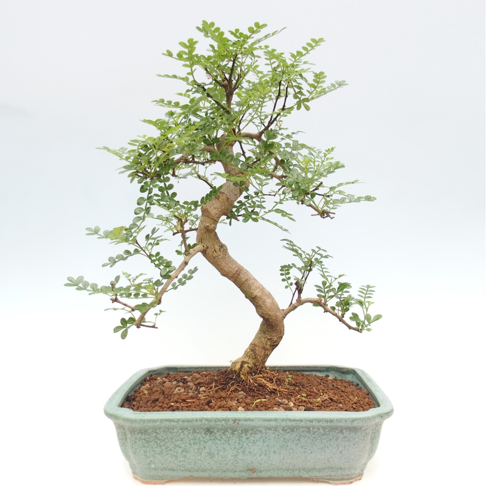 Camera bonsai - Zantoxylum piperitum - albero del pepe