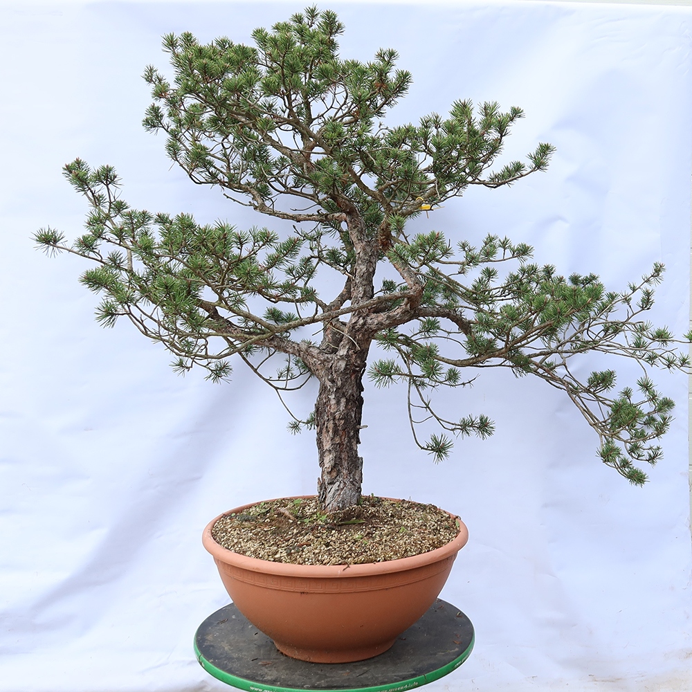 Pinus sylvestris Spagna - pino silvestre