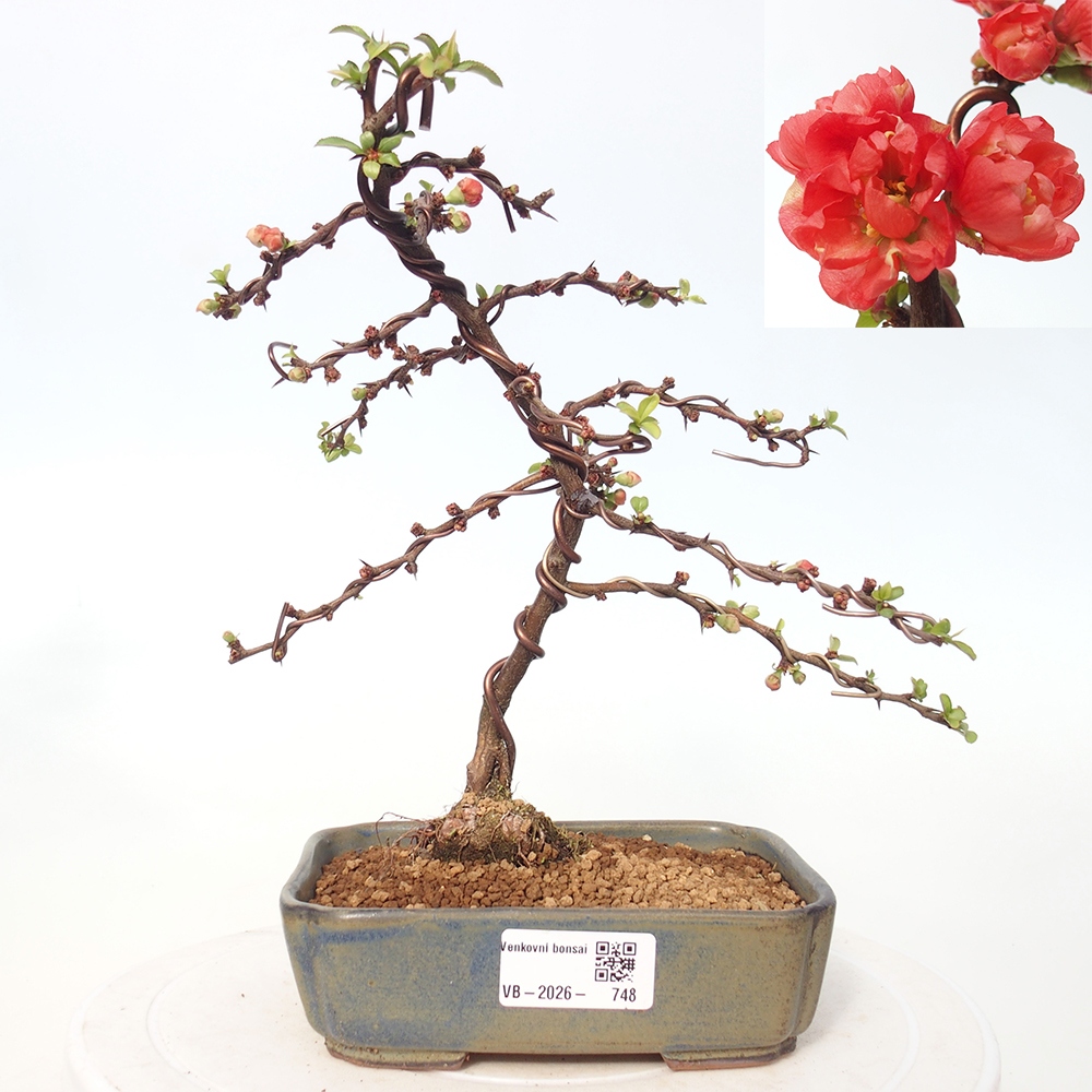 Bonsai da esterno - Chaneomeles s. Red Joy - Cotogno