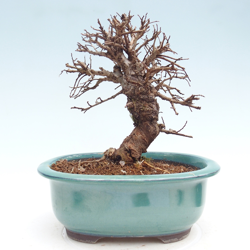 Bonsai da esterno - Zelkova - Zelkova NIRE