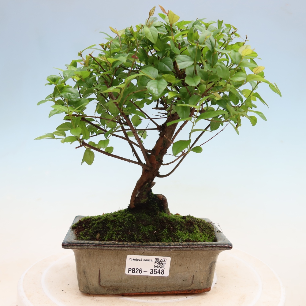 Camera bonsai - Sageretia thea - Sageretia thea