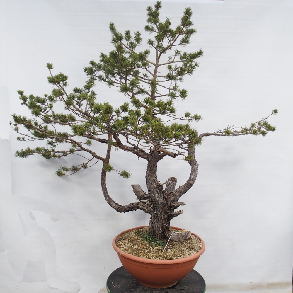 Yamadori - Pinus sylvestris Spagna