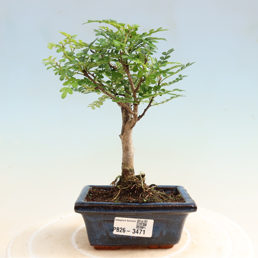 Camera bonsai - Zantoxylum piperitum - albero del pepe