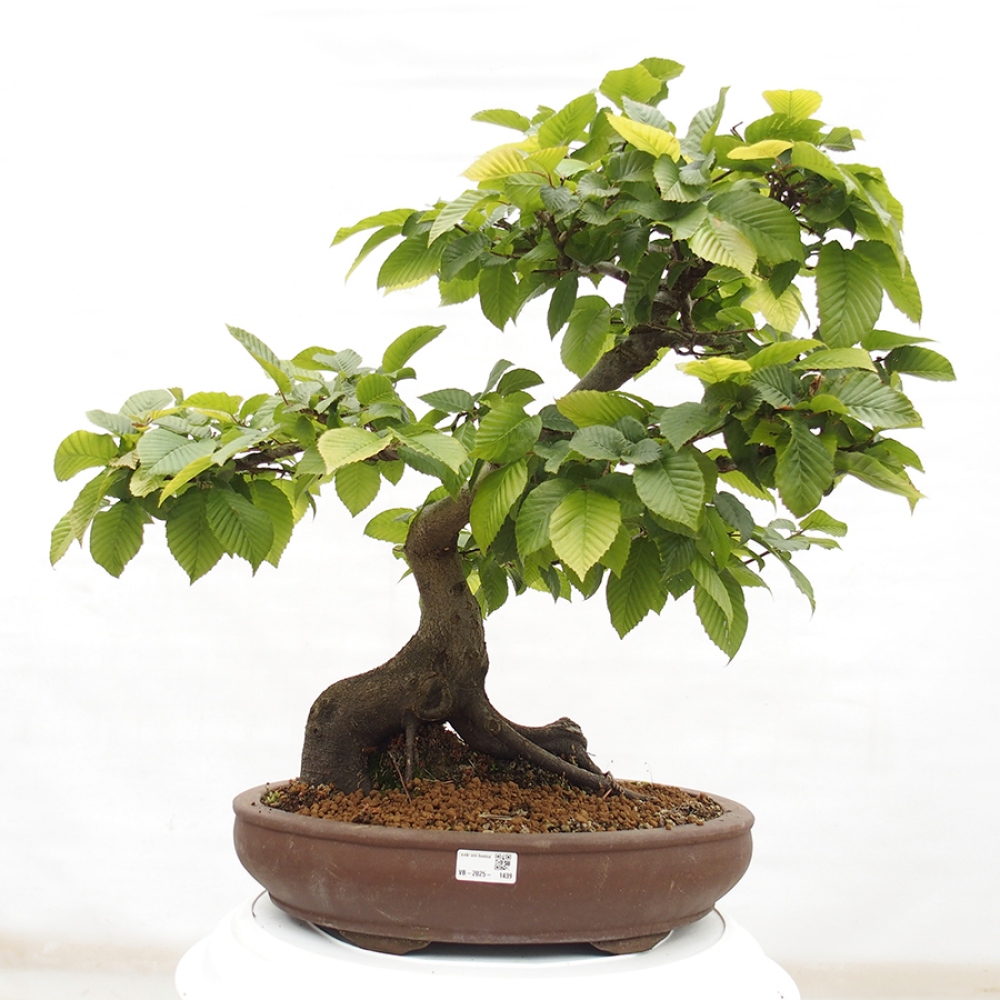 Bonsai da esterno - Carpino - Carpinus betulus