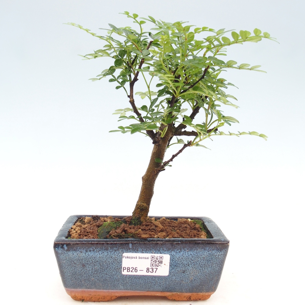 Camera bonsai - Zantoxylum piperitum - albero del pepe