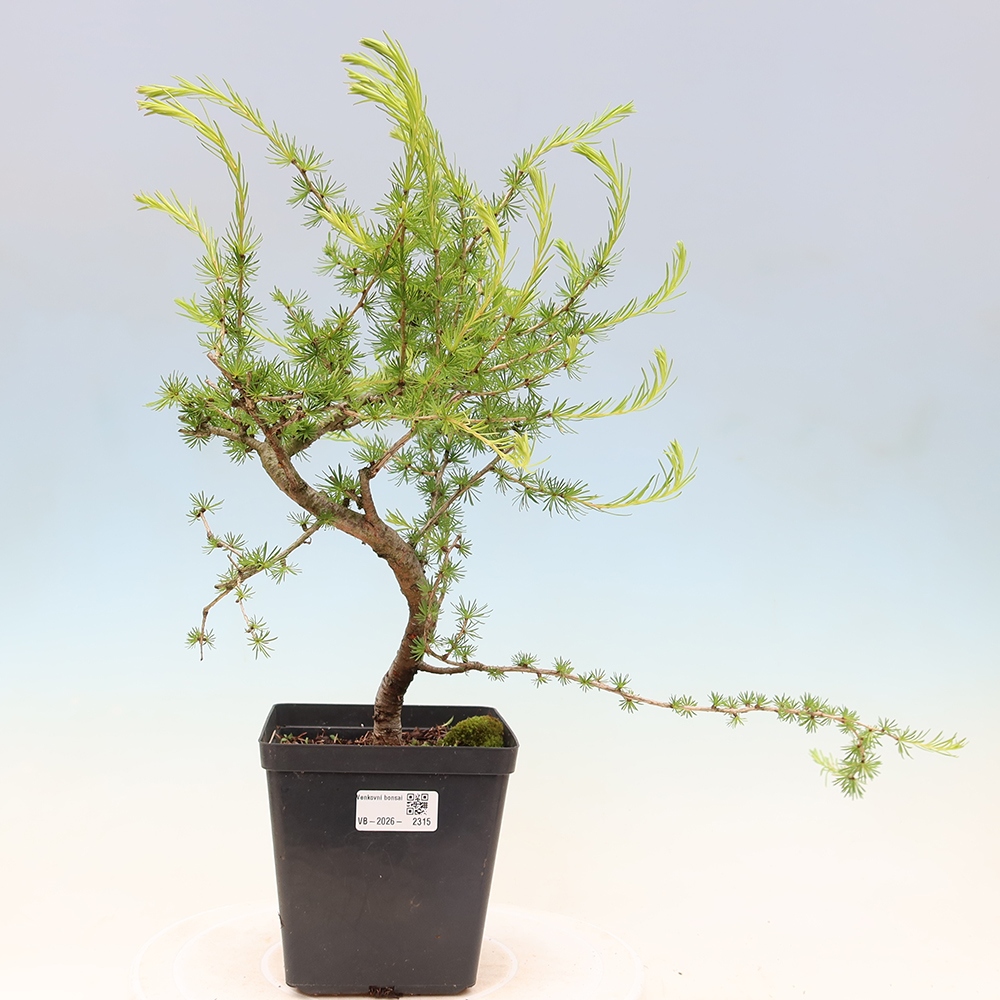 Bonsai da esterno -Larix decidua - Larice