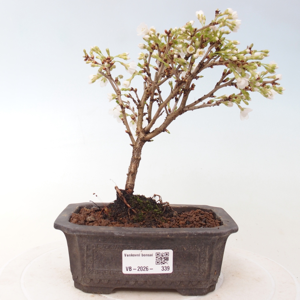 Bonsai da esterno - Prunus incisa Kojou-no mai-Plivon ritagliato