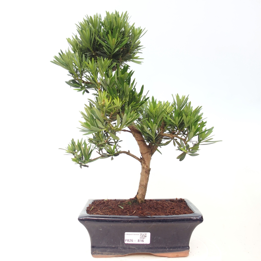 Camera bonsai - Podocarpus - Tasso delle pietre