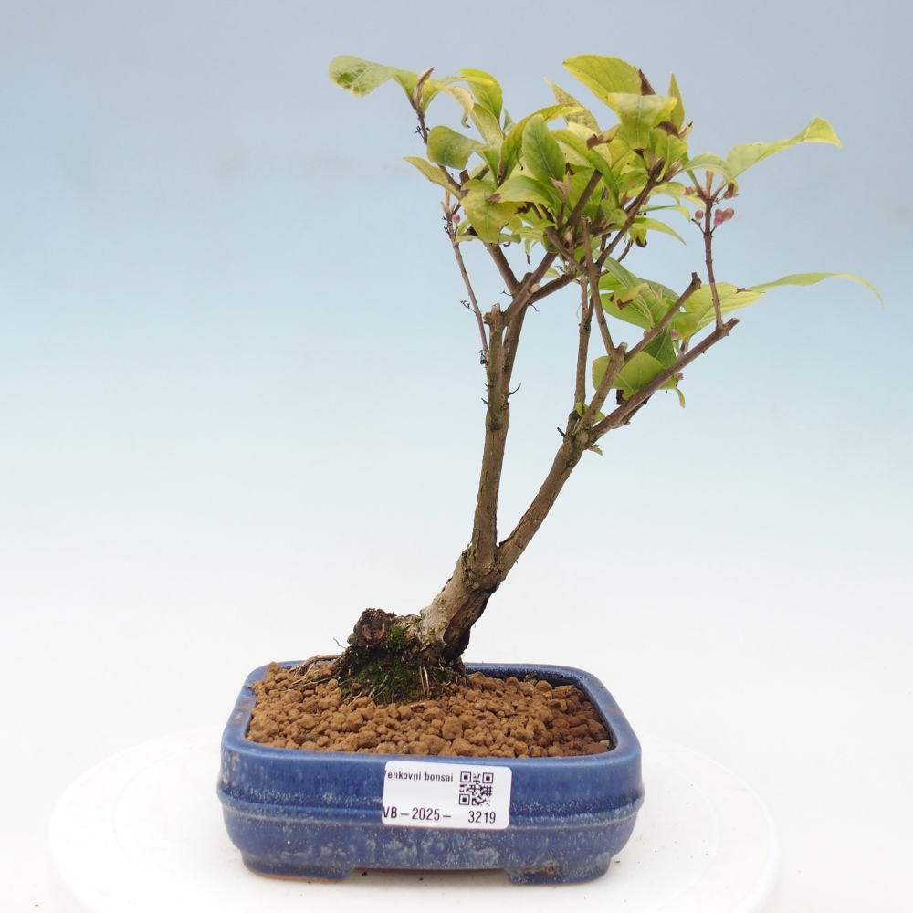 Bonsai da esterno - Callicarpa japonica