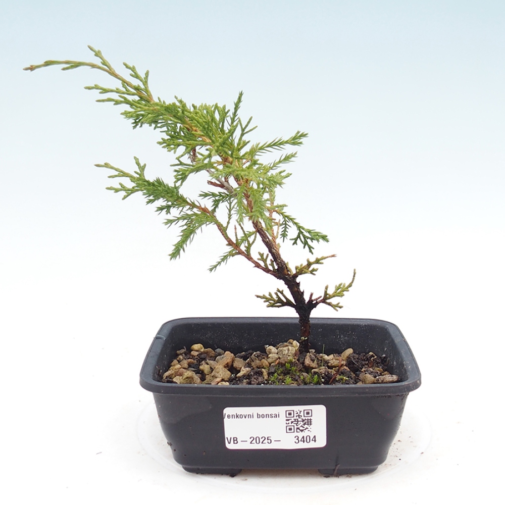 Bonsai da esterno - Juniperus chinensis Itoigawa