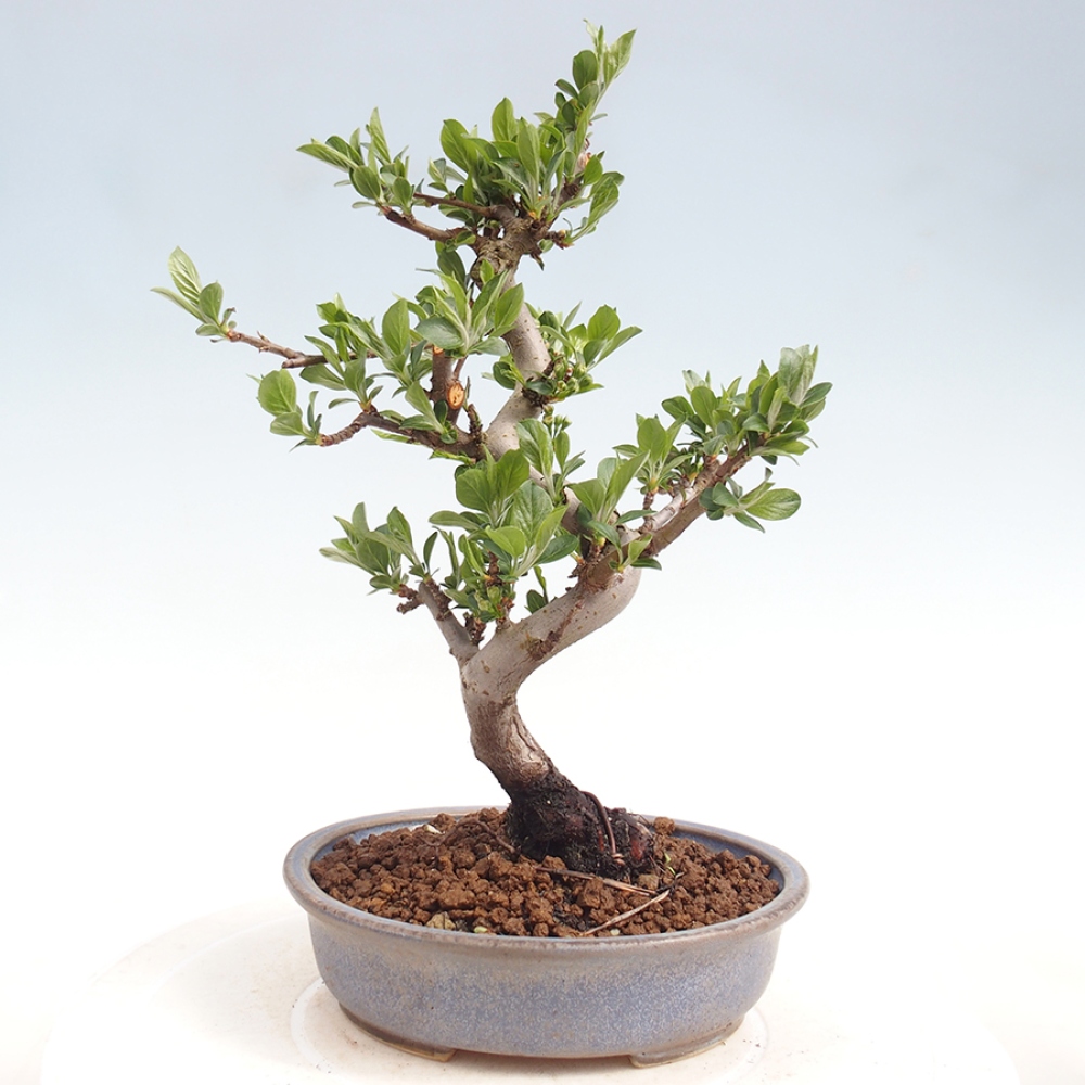 Bonsai da esterno - Malus sargentii - Melo a frutto piccolo