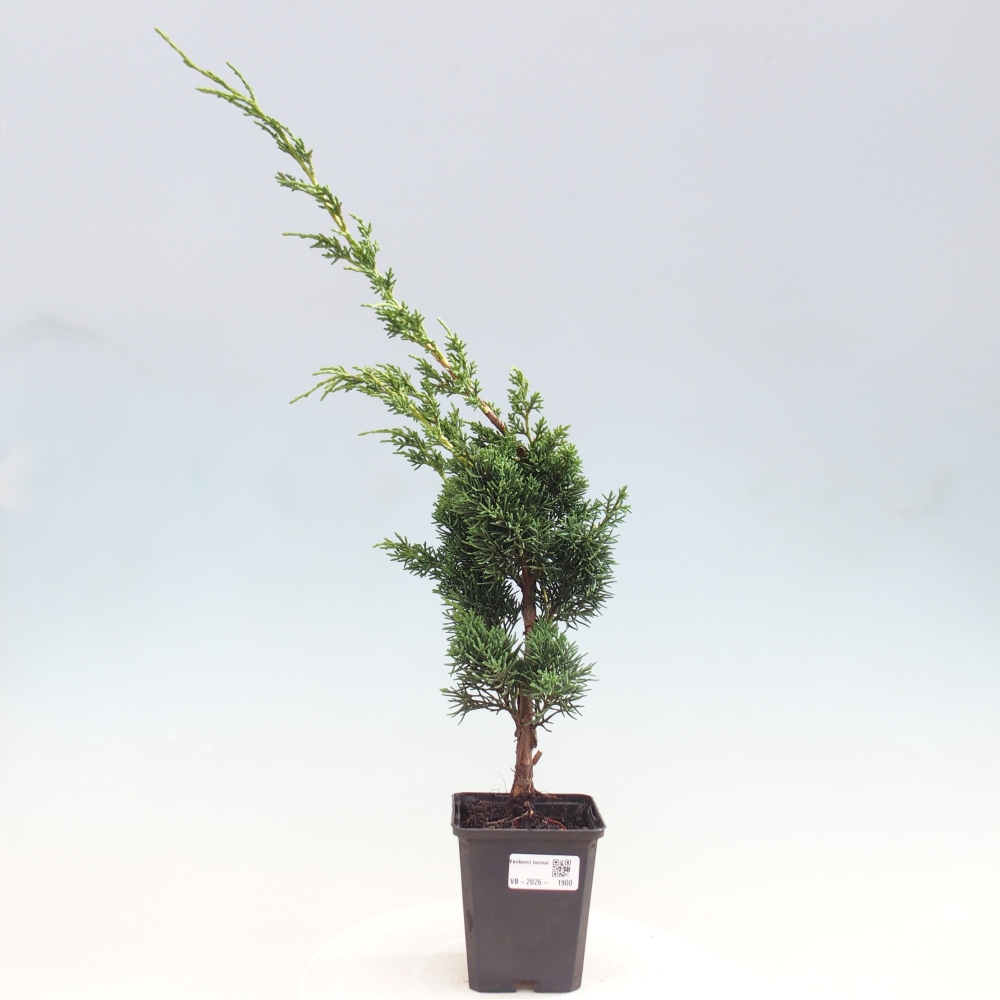 Bonsai da esterno - Juniperus chinensis Kishu