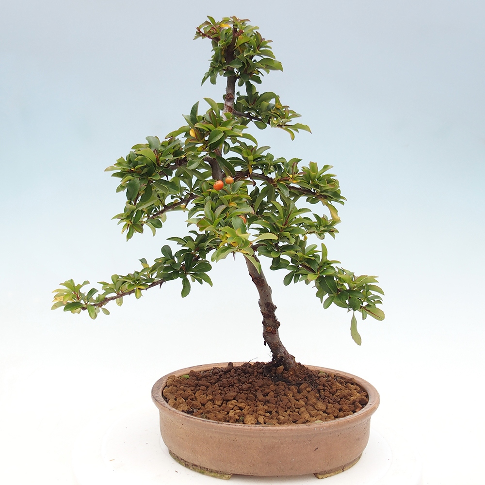 Bonsai da esterno-Pyracantha Teton -Hlox