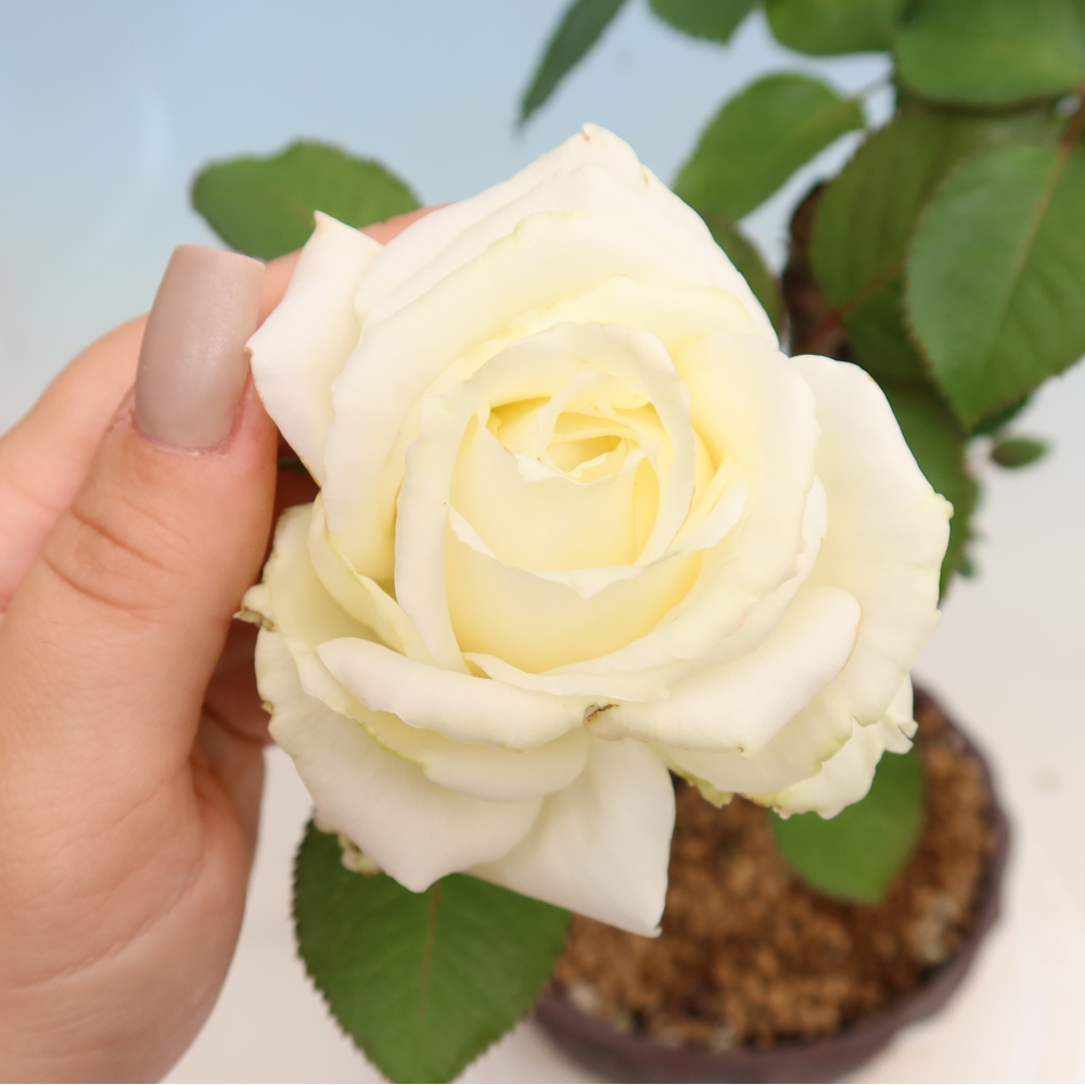Bonsai da esterno - Rosa Kordes - rosa