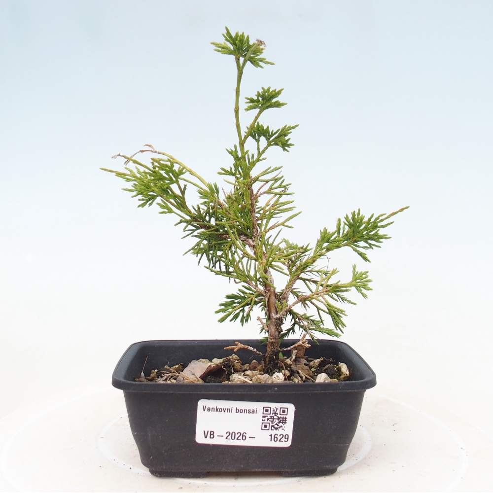 Bonsai da esterno - Juniperus chinensis Itoigawa