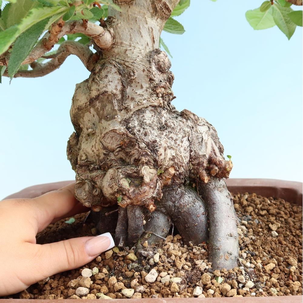 Bonsai da esterno - Photinia villosa