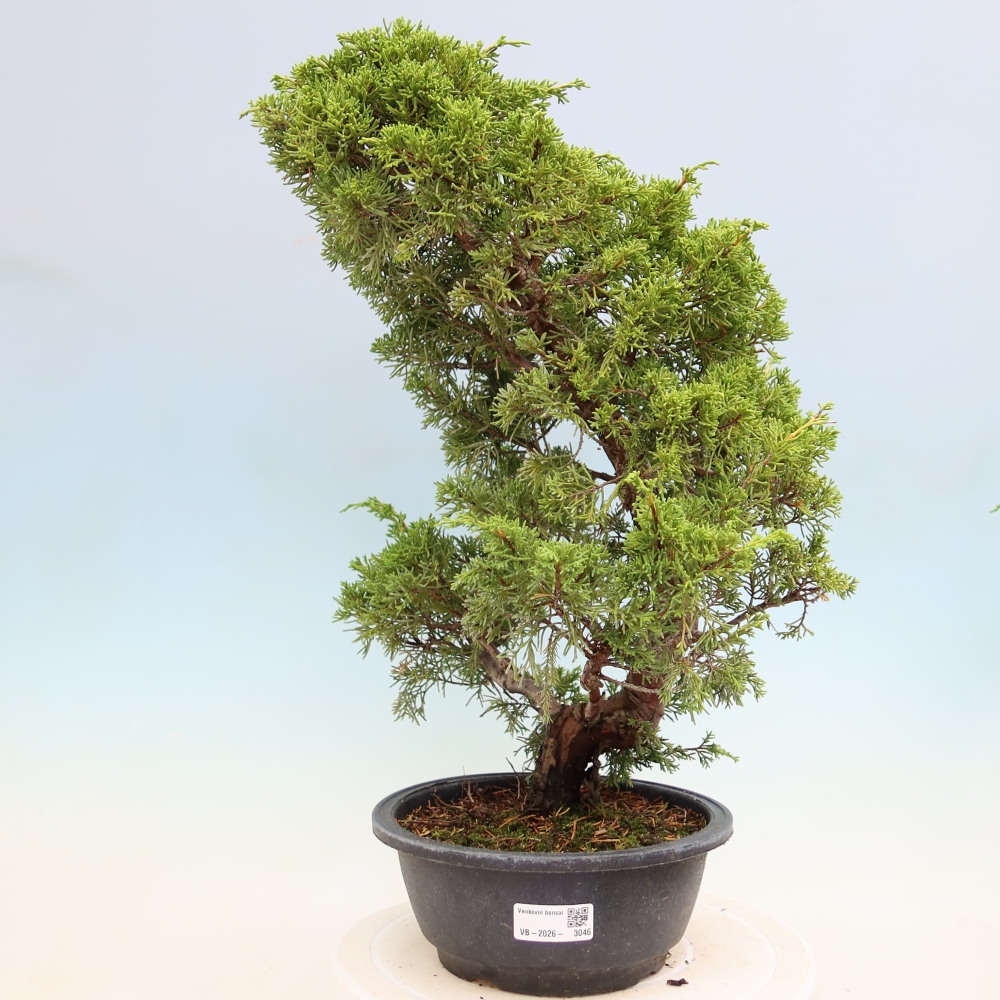 Bonsai da esterno - Juniperus chinensis Itoigawa-Juniperus chinensis