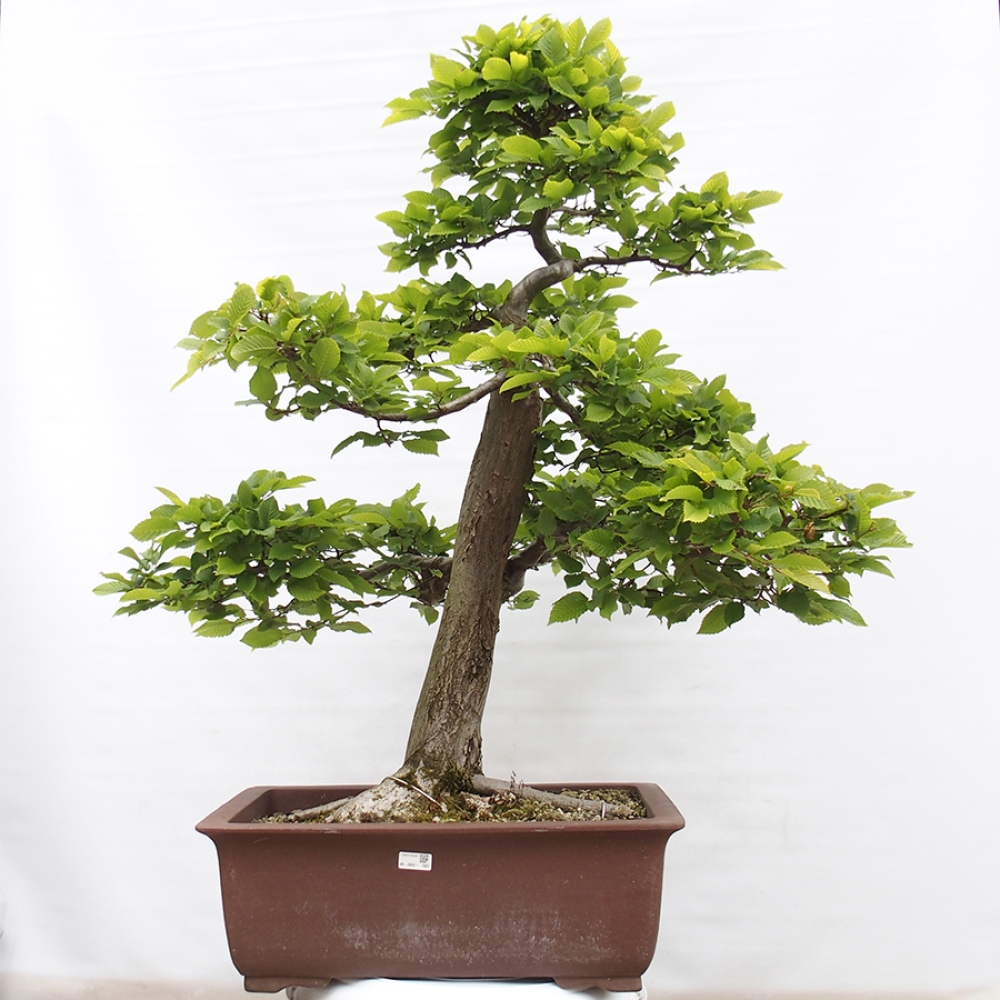 Bonsai da esterno - Carpino - Carpinus betulus