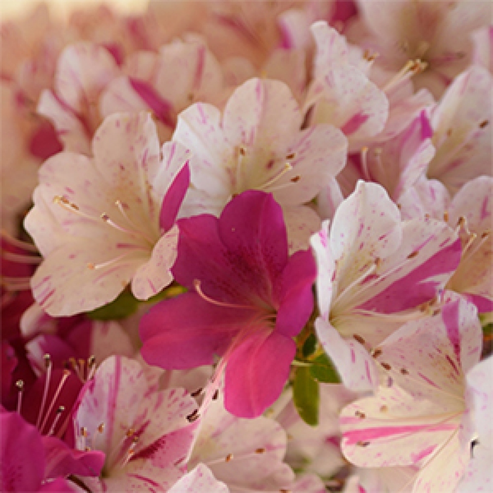 Bonsai da esterno - Azalea giapponese - Azalea Kaminoyamakirin