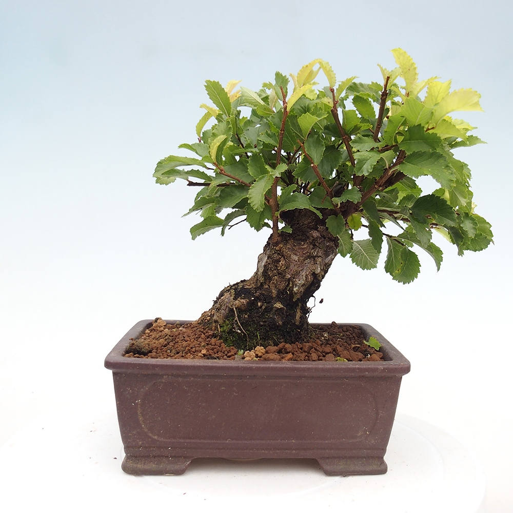 Bonsai da esterno - Zelkova - Zelkova NIRE