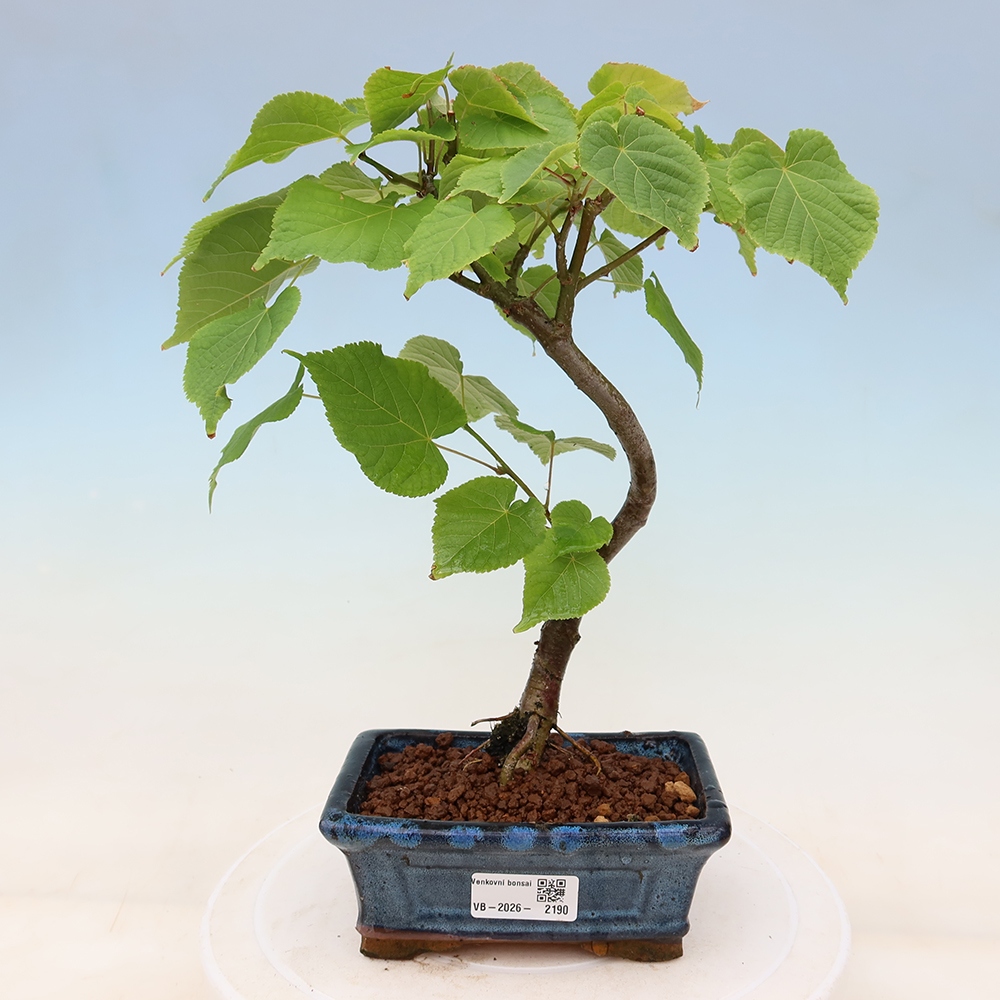 Bonsai da esterno - Tiglio cordato - Tilia cordata