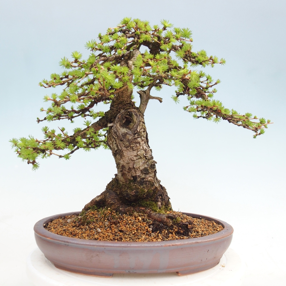 Bonsai da esterno -Larix decidua - Larice