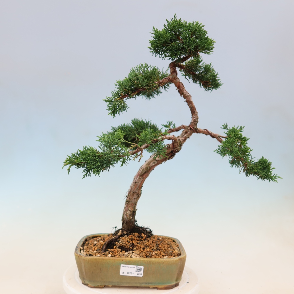 Bonsai da esterno - Juniperus chinensis Kishu