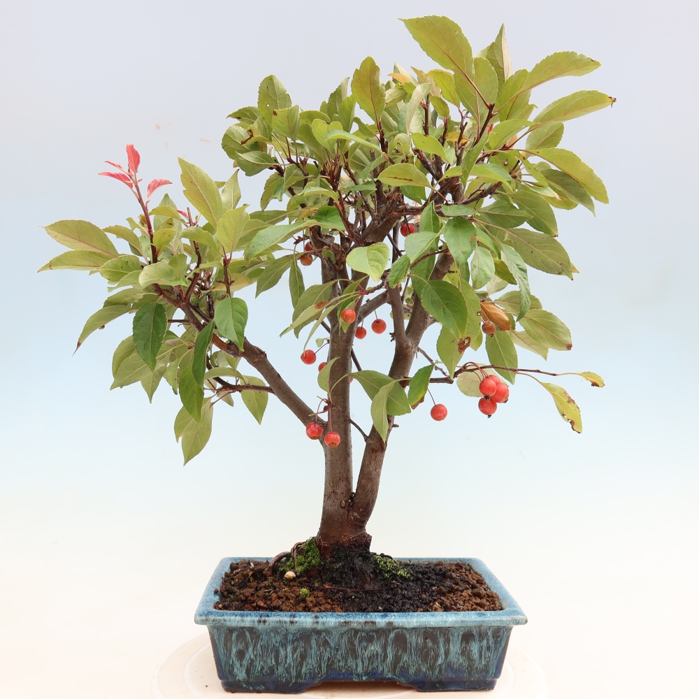Bonsai da esterno -Malus domestica - Melo a piccoli frutti a foglie rosse