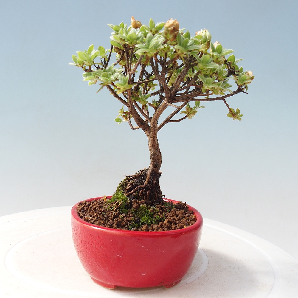 Bonsai da esterno - Rhododendron indicum - Azalea giapponese