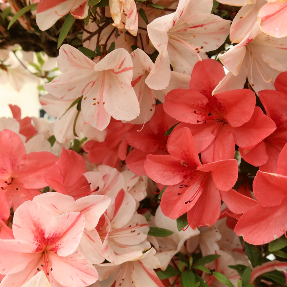 Bonsai da esterno - Azalea giapponese - Azalea Kinu-no-Hikari