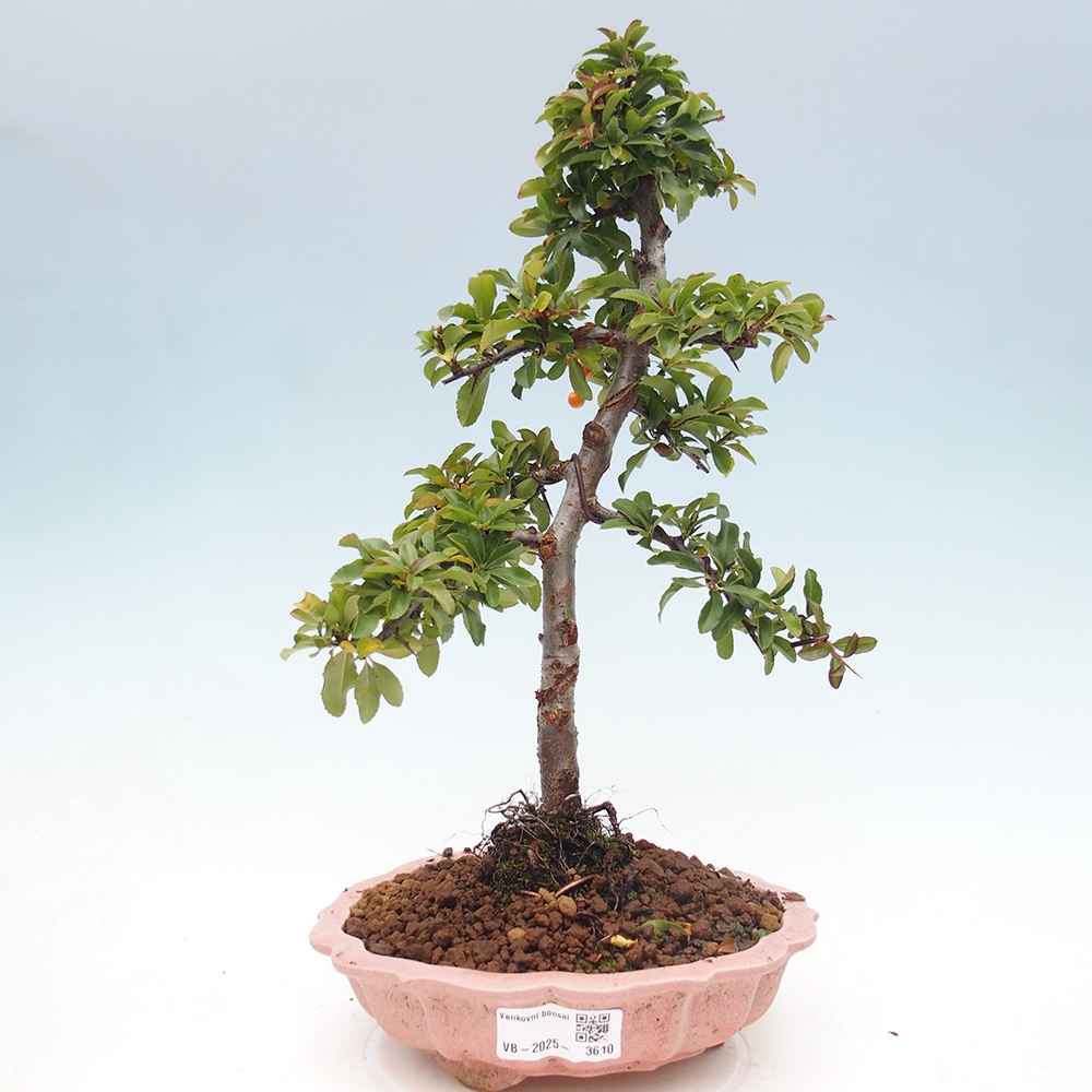 Bonsai da esterno-Pyracantha Teton -Hlox