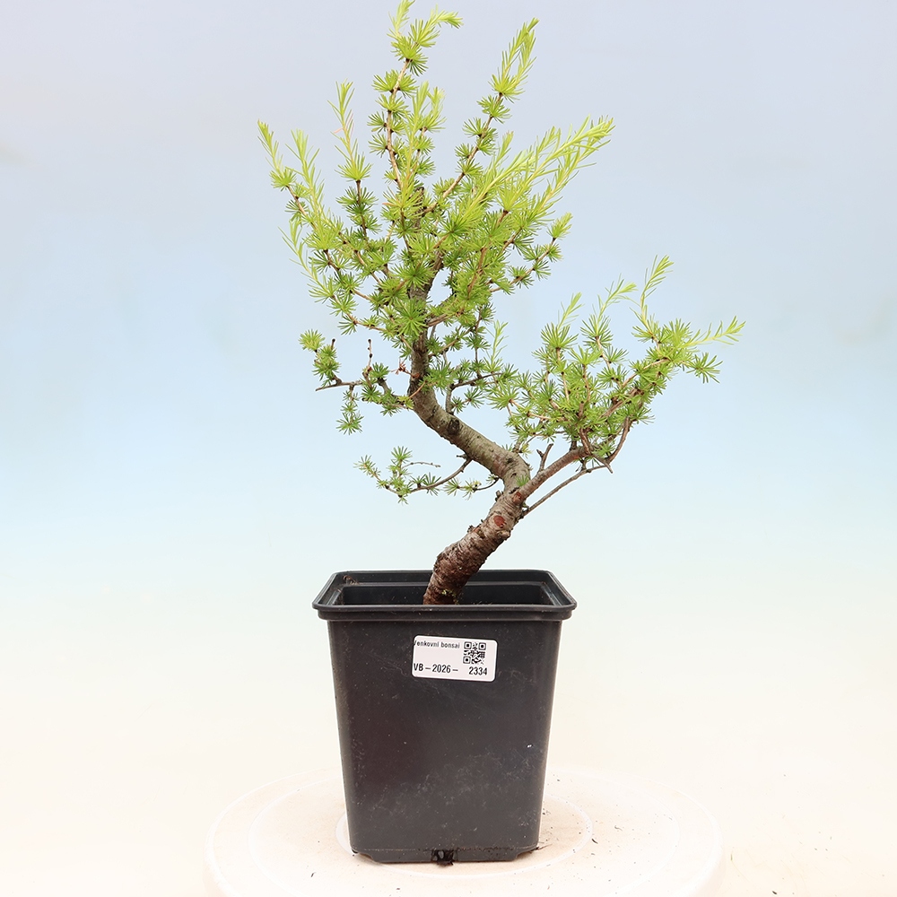 Bonsai da esterno -Larix decidua - Larice
