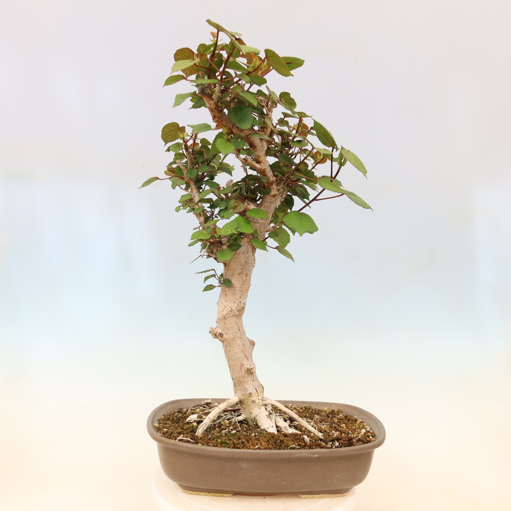 Bonsai da interno - Hibiscus tiliaceus - Ibisco marino