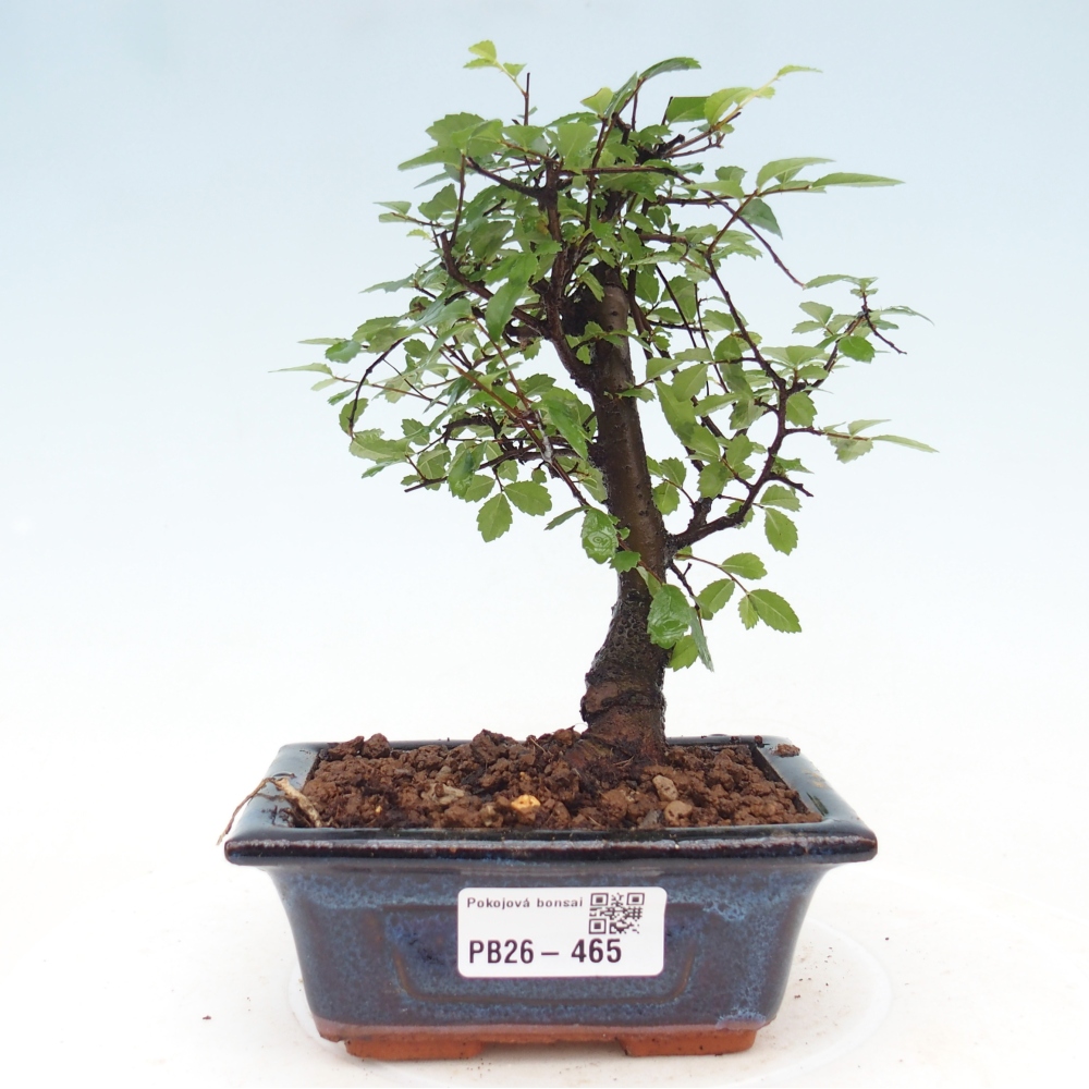 Camera bonsai - Ulmus parvifolia - Olmo a foglie piccole