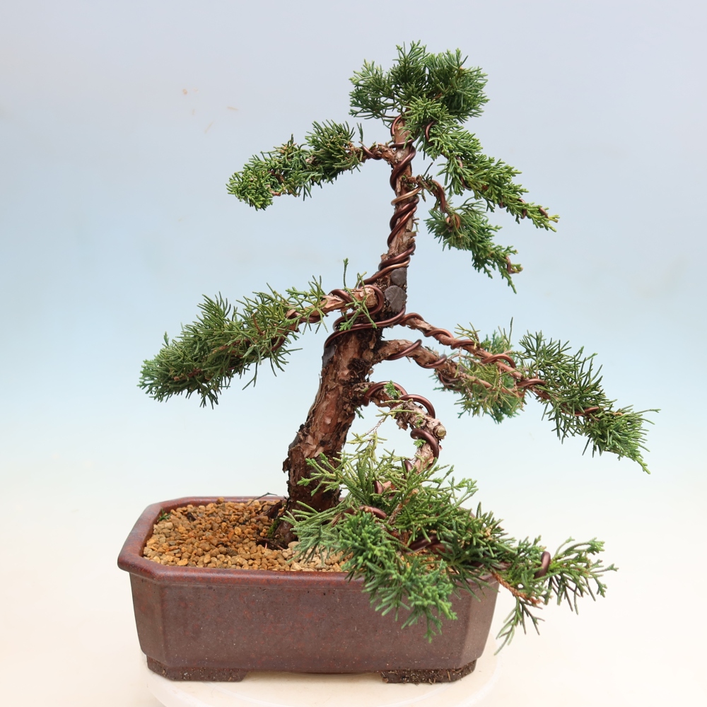 Bonsai da esterno - Juniperus chinensis Kishu
