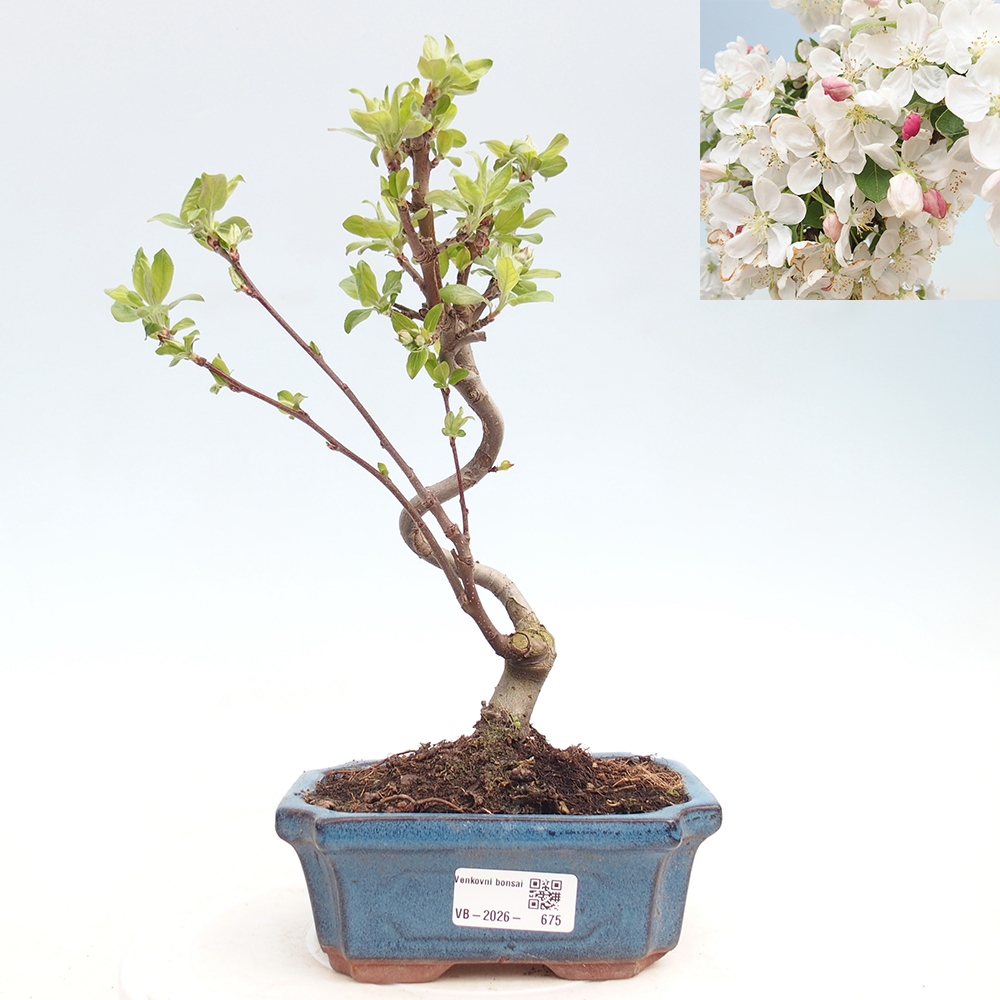 Bonsai da esterno -Malus halliana - Melo a frutto piccolo