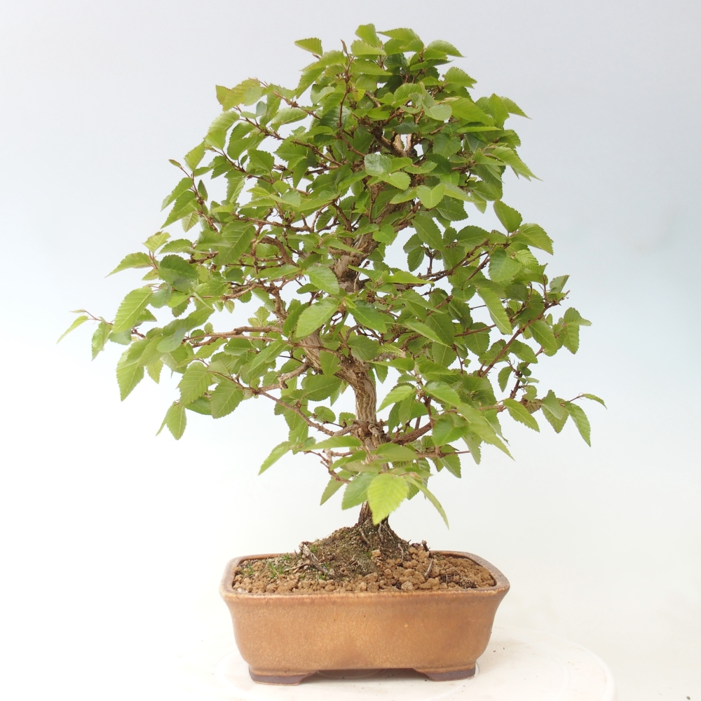 Bonsai da esterno -Carpinus CARPINOIDES - Carpino coreano