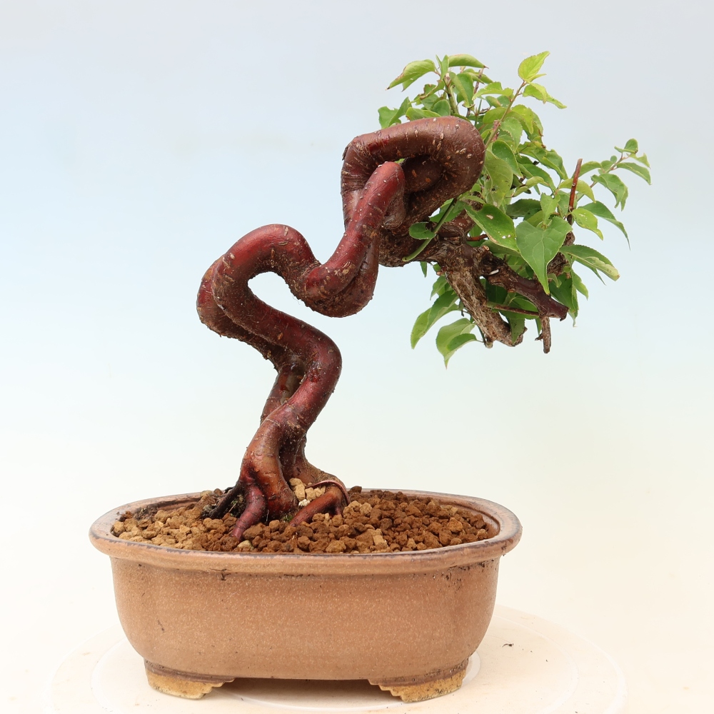 Bonsai da esterno - Albicocco giapponese - Prunus Mume
